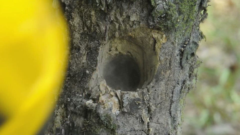 How To Photograph Woodpeckers
